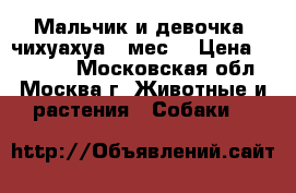 Мальчик и девочка, чихуахуа 3 мес. › Цена ­ 15 000 - Московская обл., Москва г. Животные и растения » Собаки   